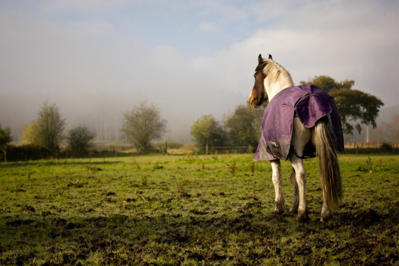 muddy horse paddock