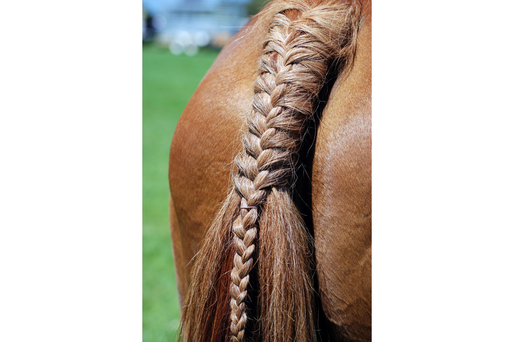 Hair Extensions for Horses How to Put in a Fake Tail Horse Rookie