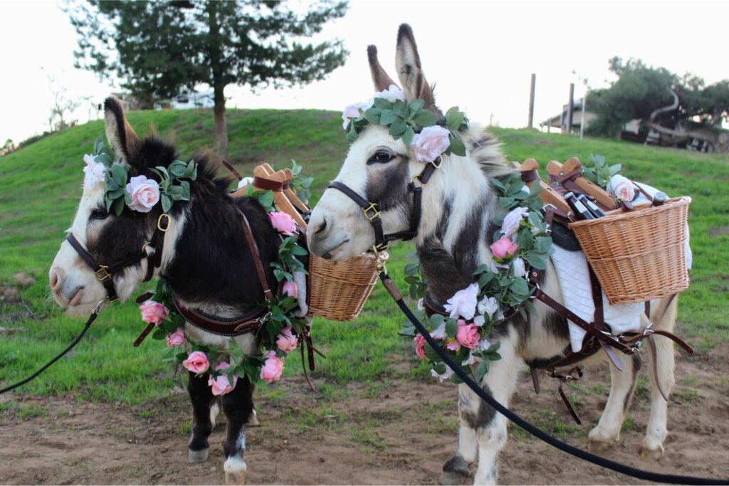 two beverage burros with rose garlands