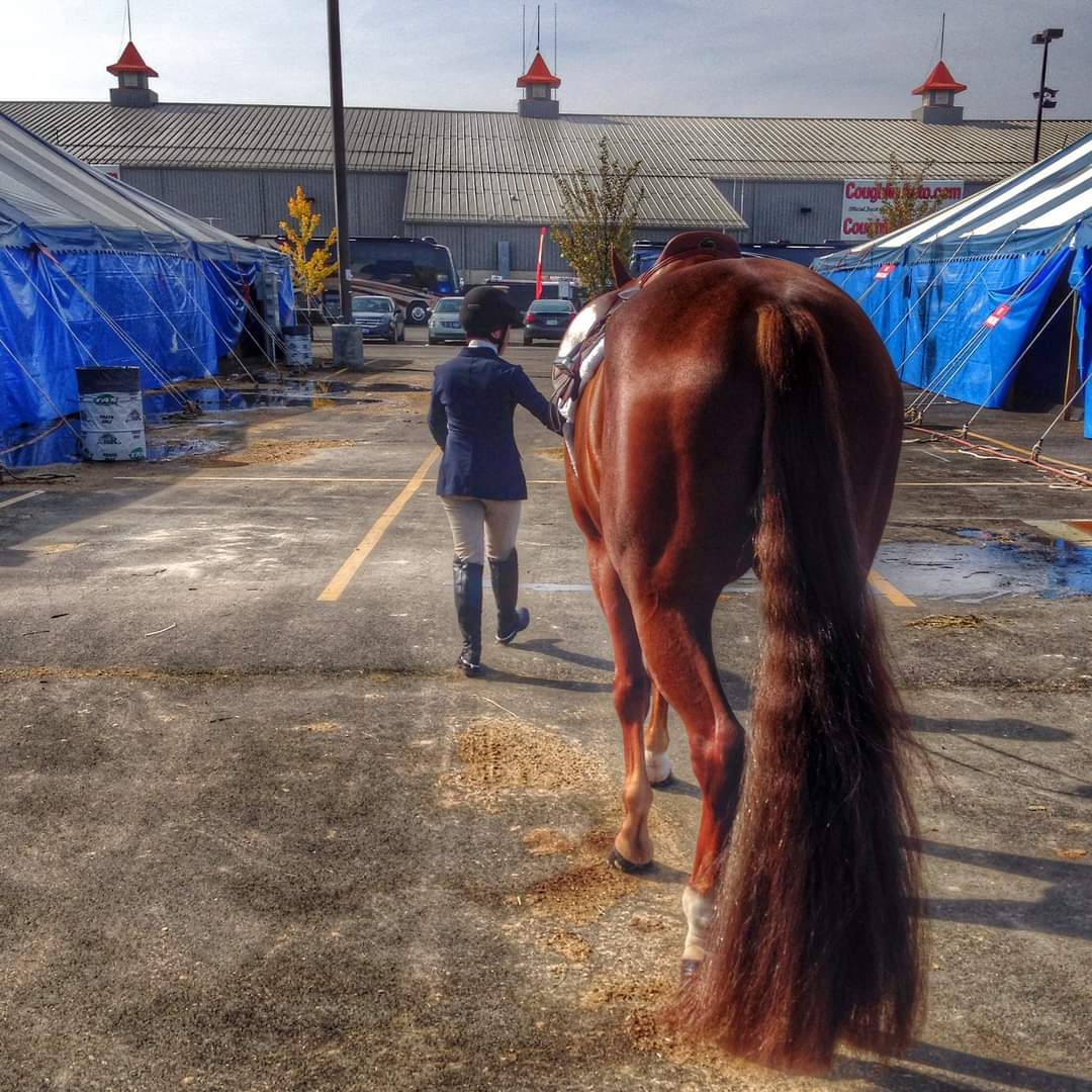 Hair Extensions for Horses How to Put in a Fake Tail