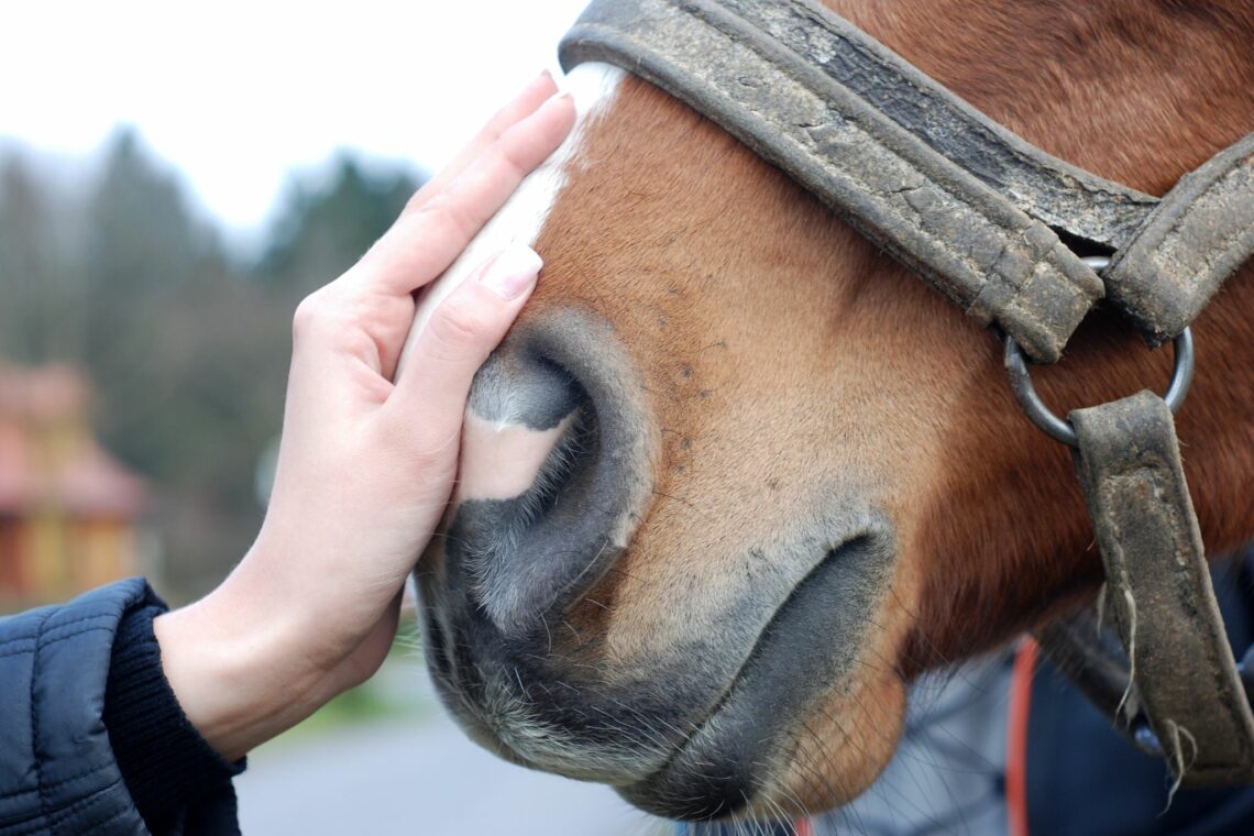 The (Mostly) Good Nature of Horse Nudges - Horse Rookie