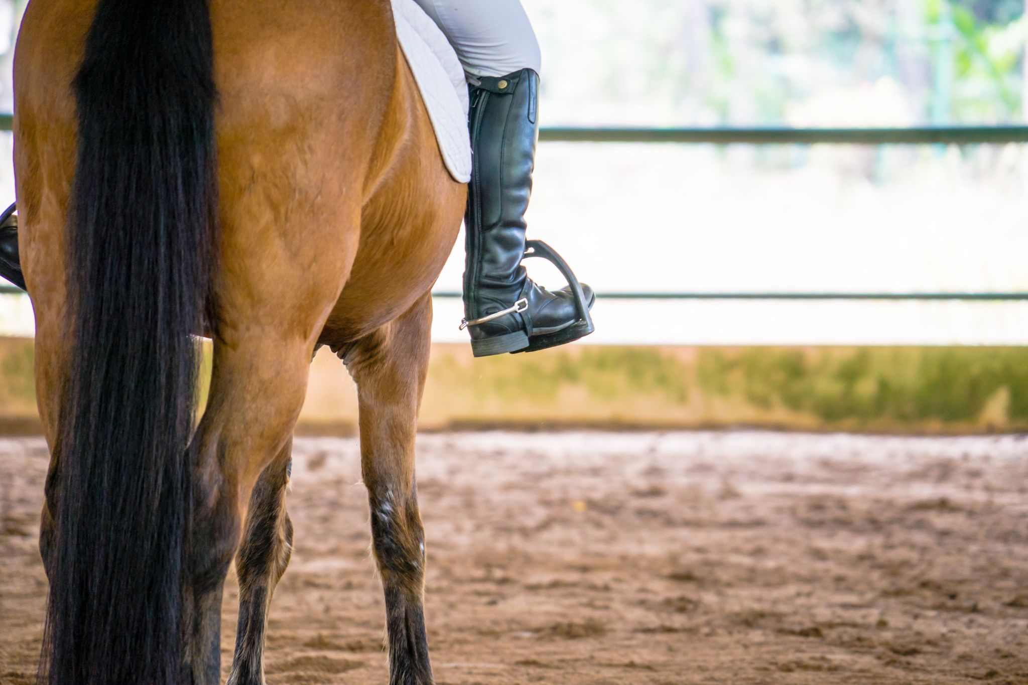 20+ Horse Technology Essentials That Make Life Easier