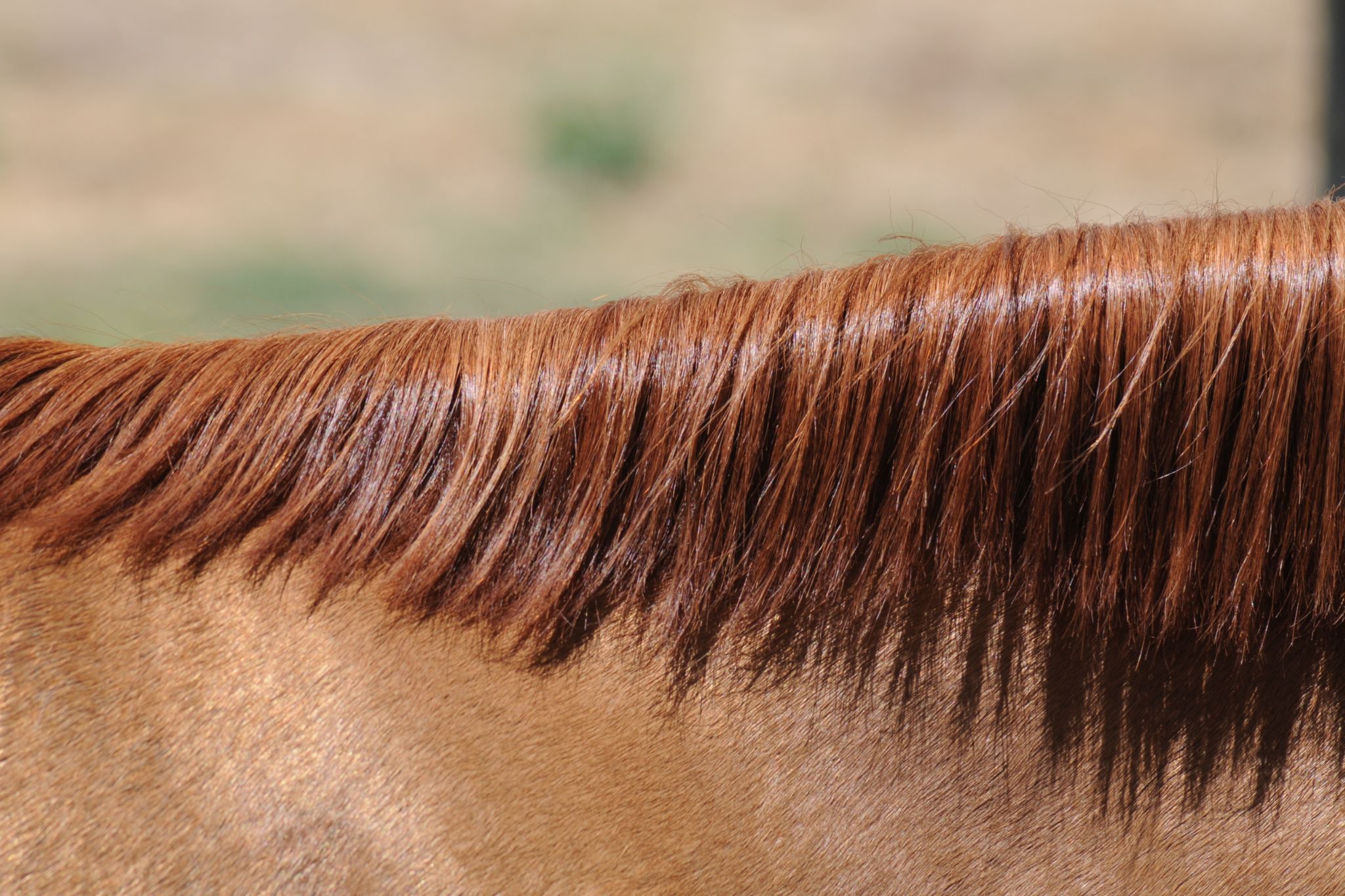 How to Pull a Horse Mane (And When NOT To) Horse Rookie