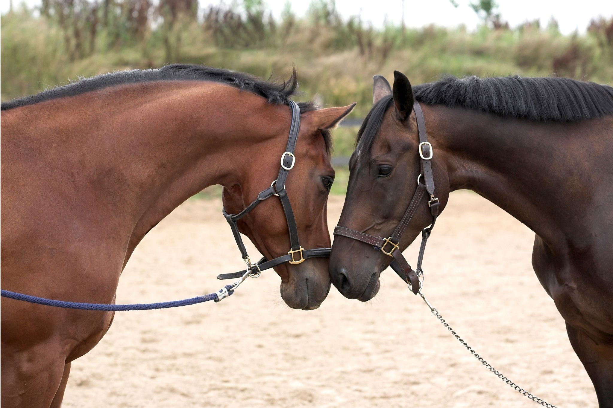 The (Mostly) Good Nature of Horse Nudges - Horse Rookie