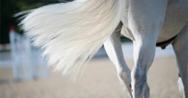 White horse tail