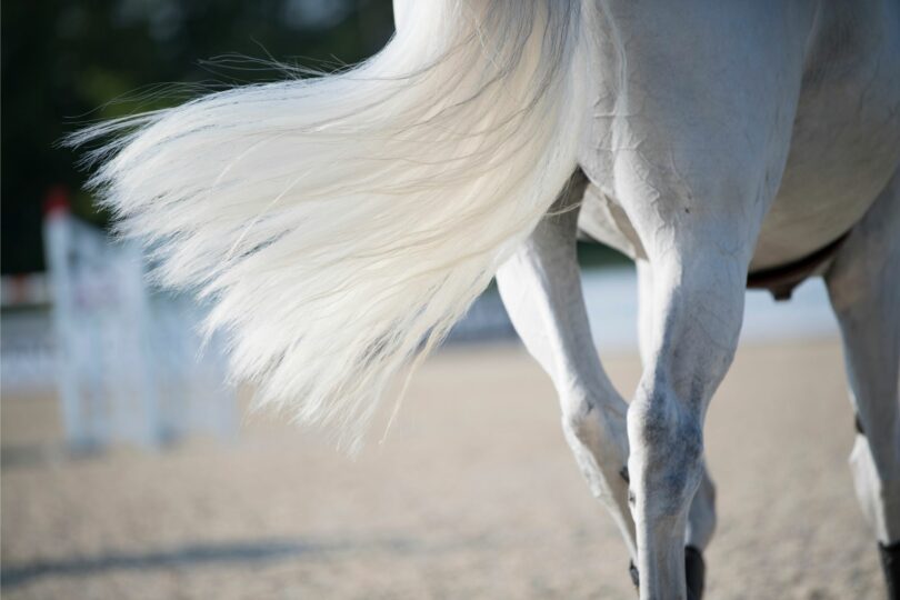 White horse tail