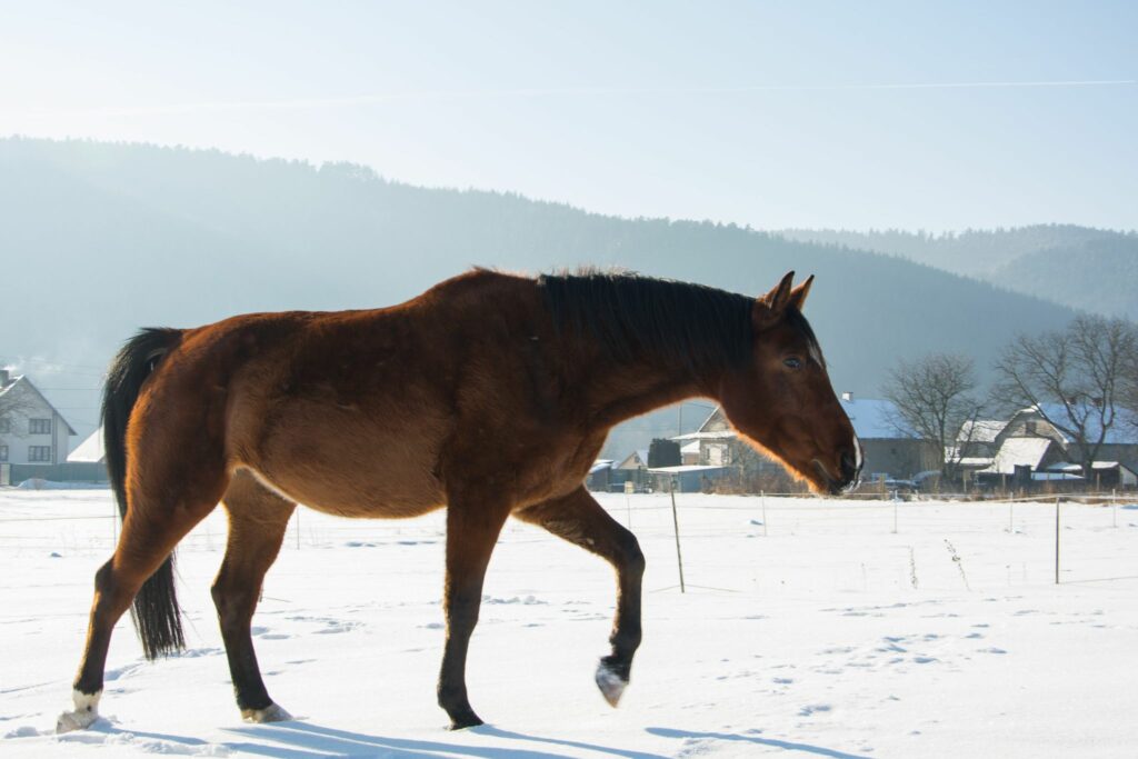 Horse in winter paddock