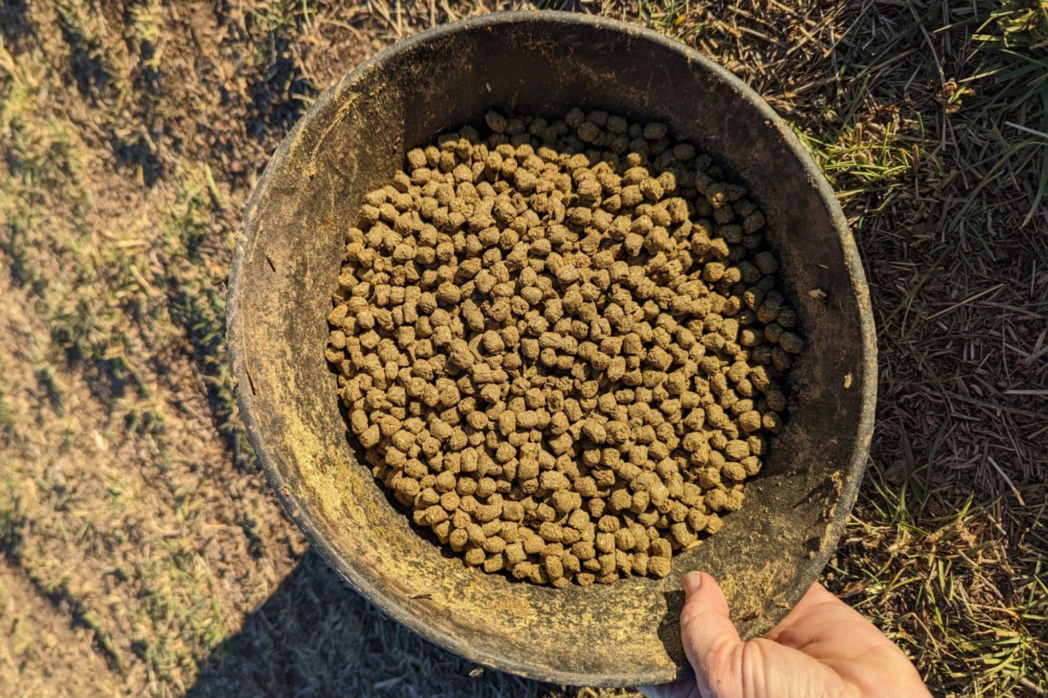 3 Types of Horse Feed Every Owner Should Understand Horse Rookie