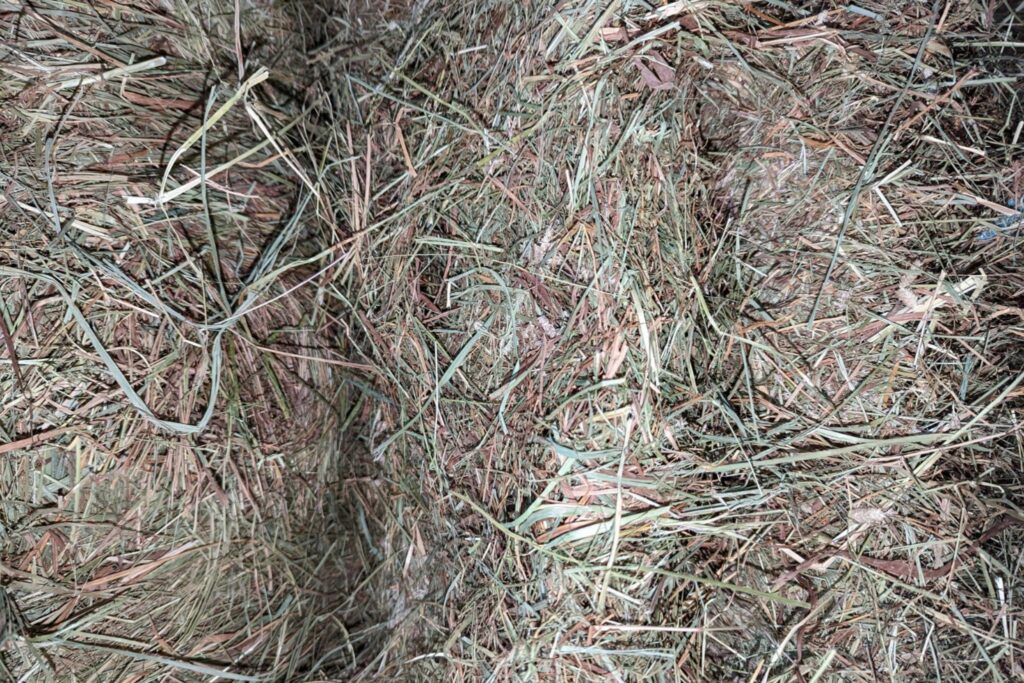 Flakes of grass in hay
