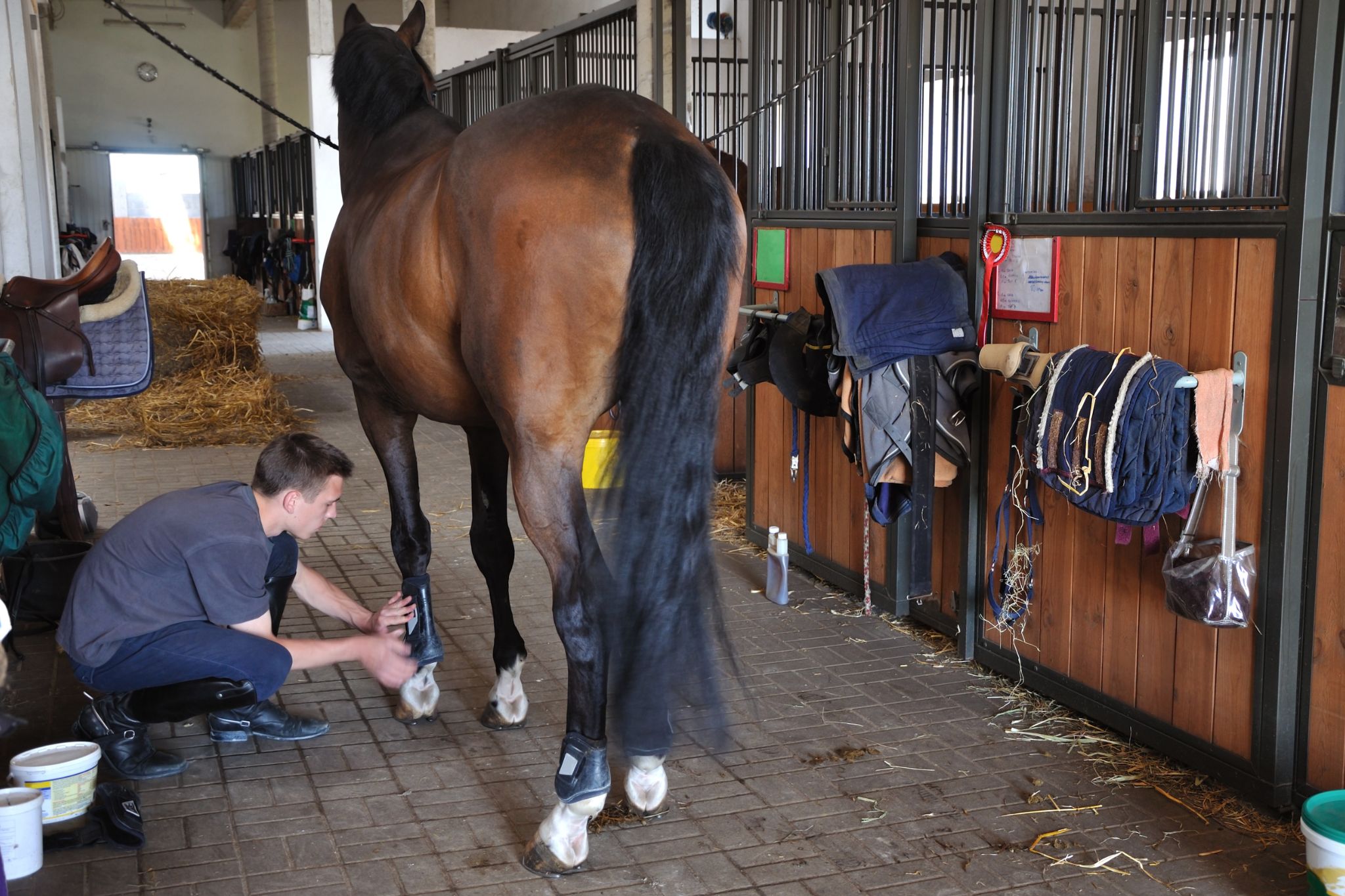 Fight the Fidget Teach Your Horse to Stand Still Horse Rookie
