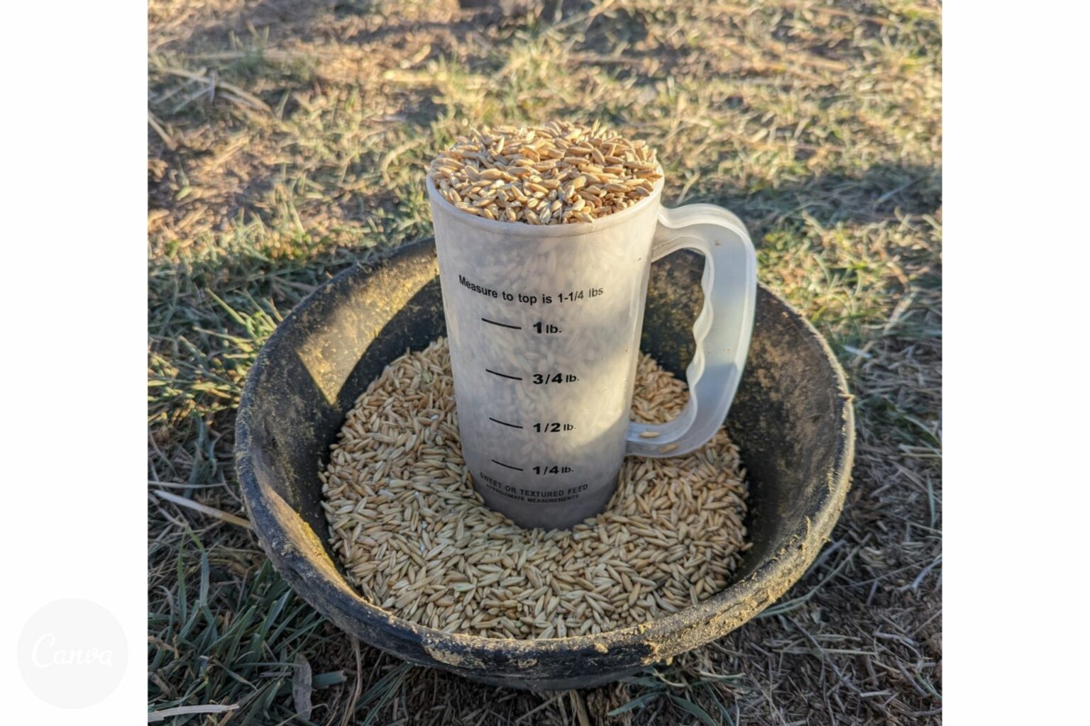 3-types-of-horse-feed-every-owner-should-understand-horse-rookie