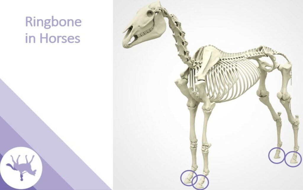 horse ringbone