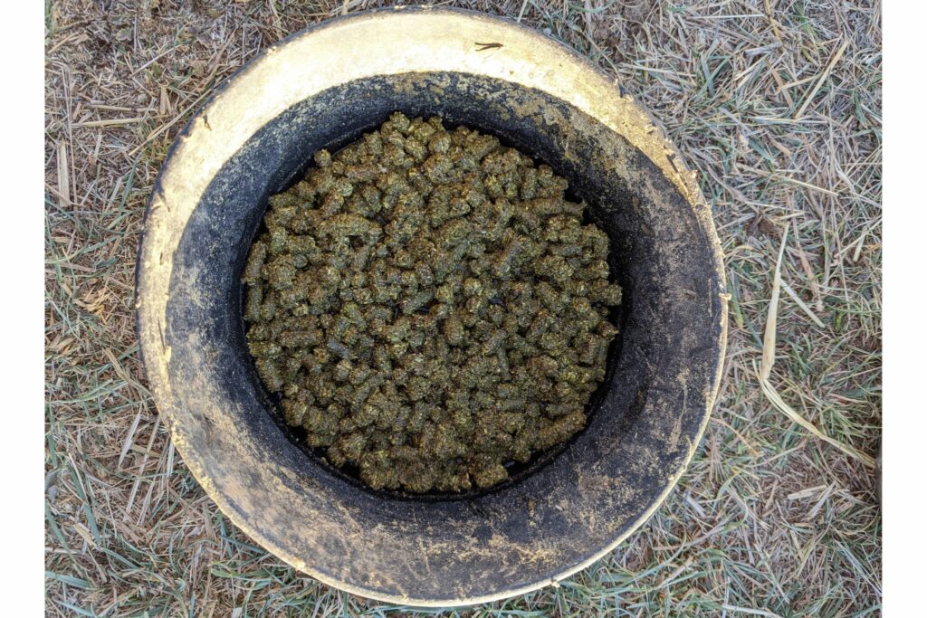Soaked alfalfa pellets