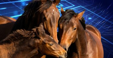 equine wearables