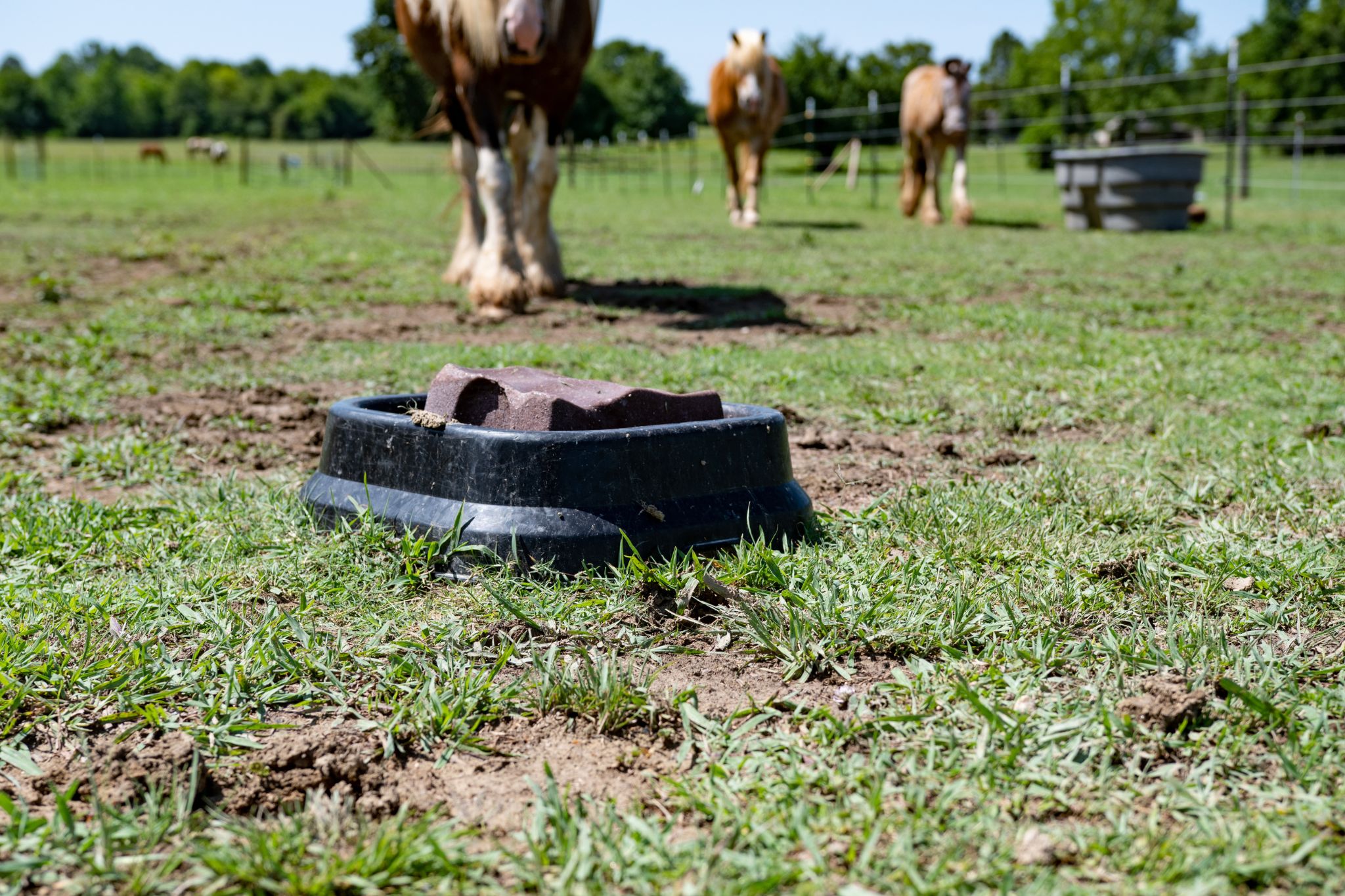 Horse Mineral Management What's the Best Block to Feed? Horse Rookie