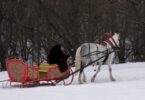 horse sleigh ride