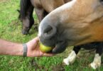 Horse and apple