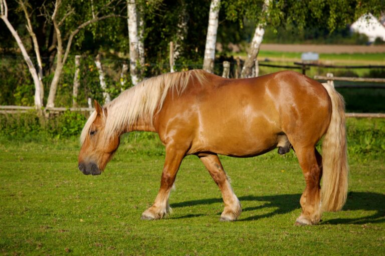 Draft Horse Diet How Much Do They Really Eat? Horse Rookie