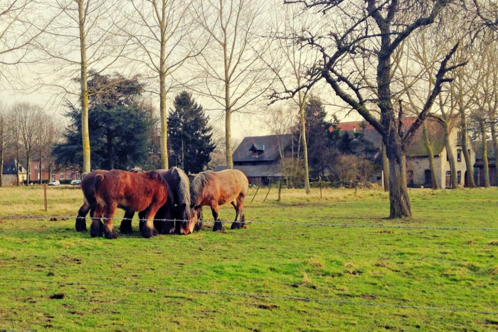 Draft horses in field