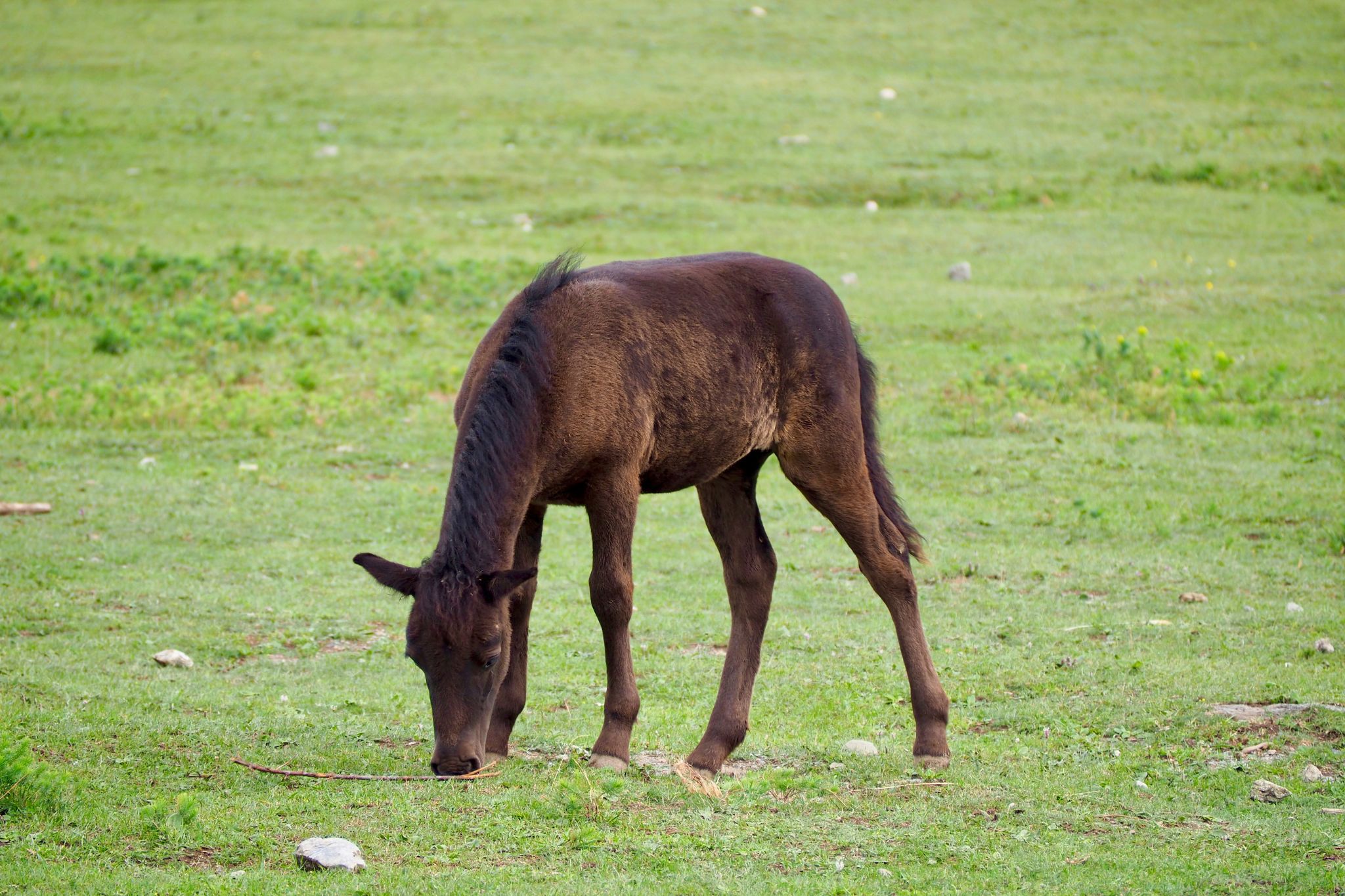 new-baby-nutrition-best-feed-for-healthy-foals