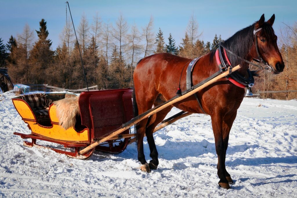 horse sleigh