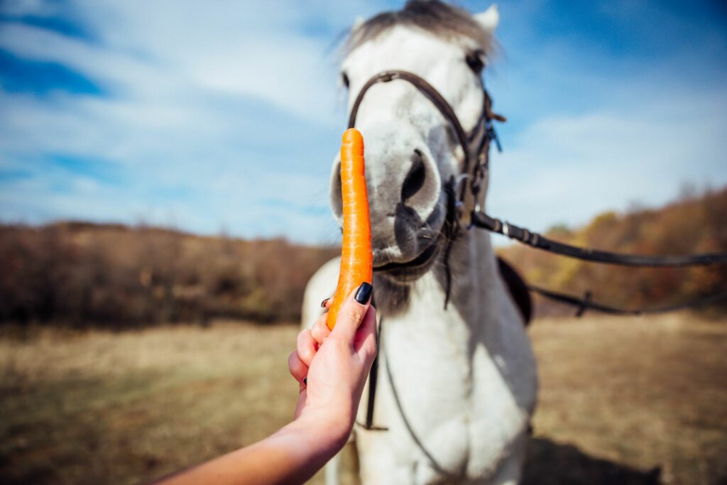 Horse and a carrot