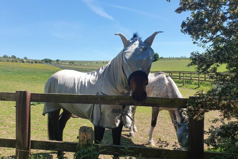 Garlic Good for Horses or Leaves a Bad Aftertaste? Horse Rookie