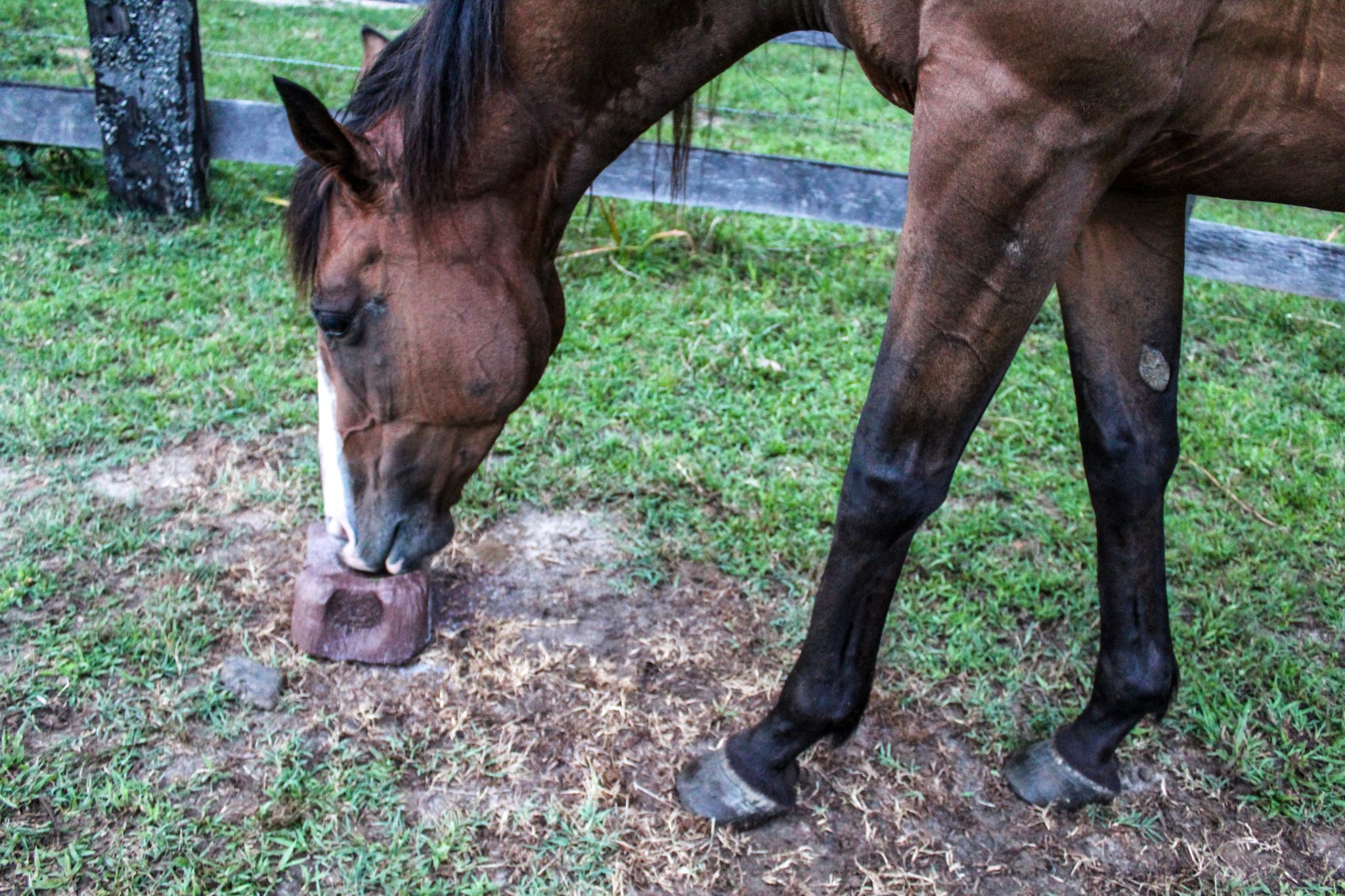 Horse Mineral Management What's the Best Block to Feed? Horse Rookie