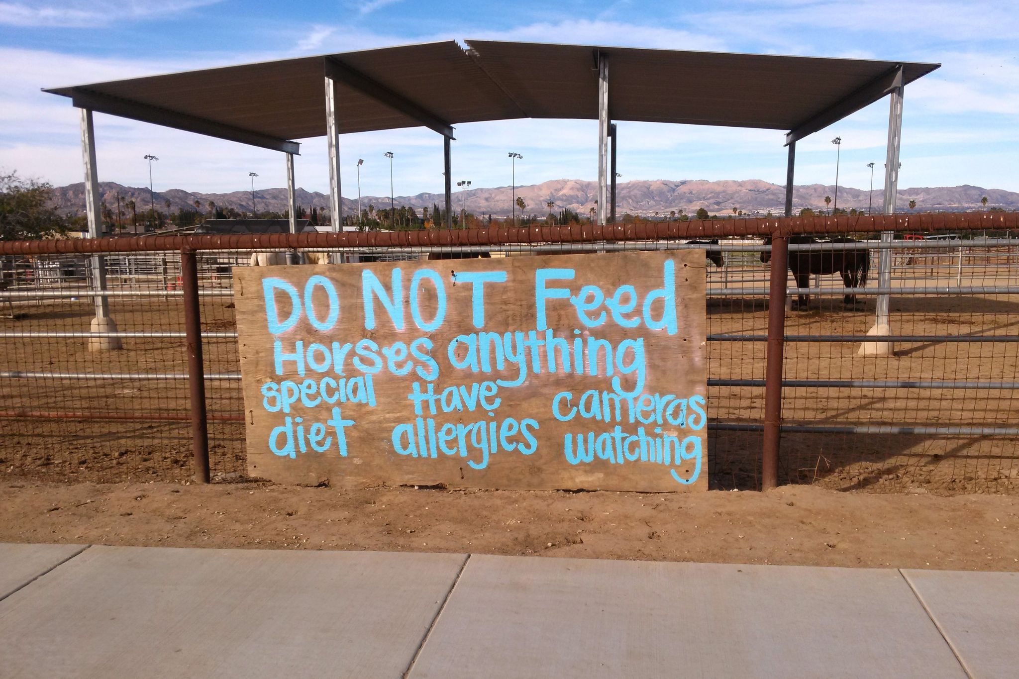Snacking Success How to Feed a Horse an Apple Horse Rookie