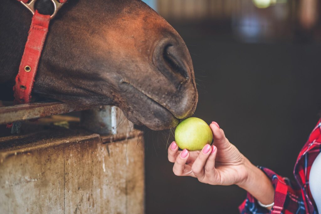 Horse eating whole apple