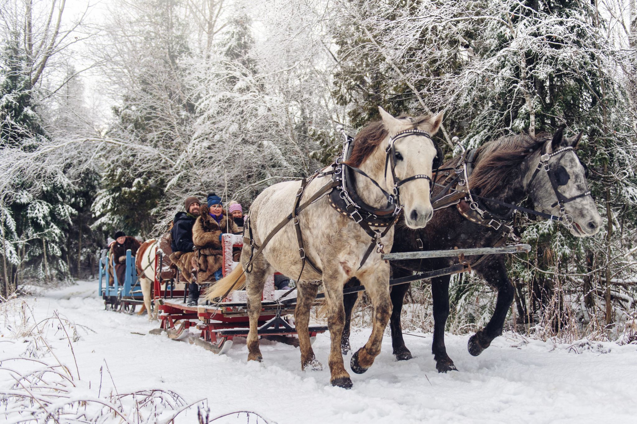 Winter Wonderland: What to Wear on a Horse Sleigh Ride - Horse Rookie