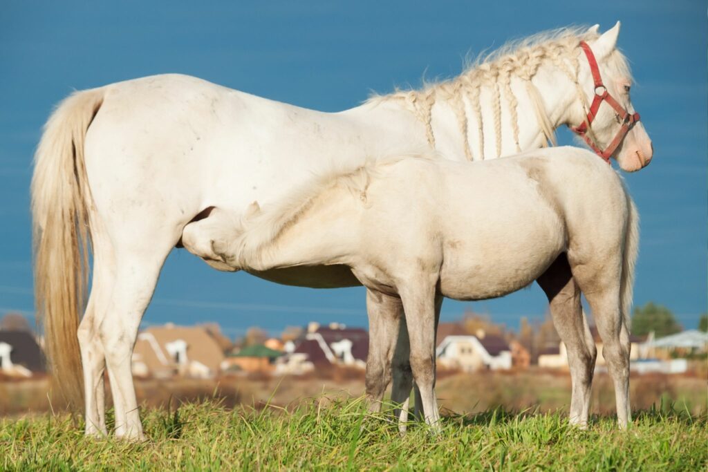 Perlino foal nursing