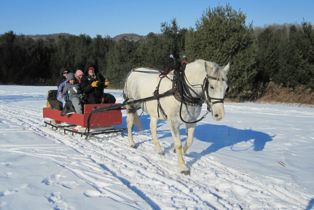 horse sleigh
