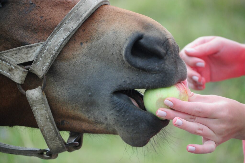 Horse eating apple unsafely