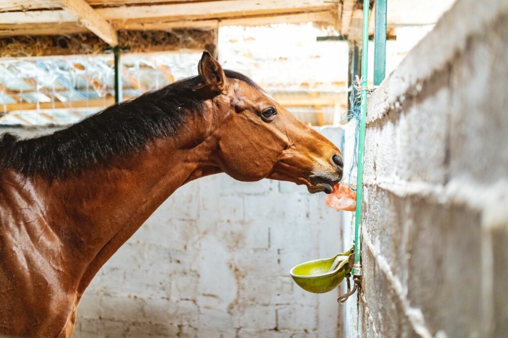 Horse in stall with salt