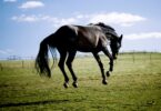 crow hopping horse