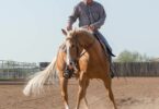 horse neck reining