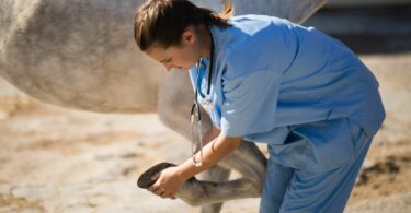 veterinarian examining horses leg