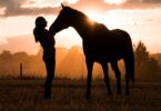 horse weight gain