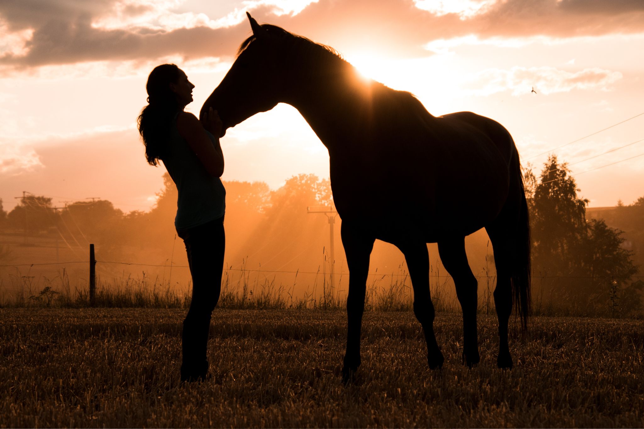 How to Put Weight on a Horse Fast (and Safely) Horse Rookie
