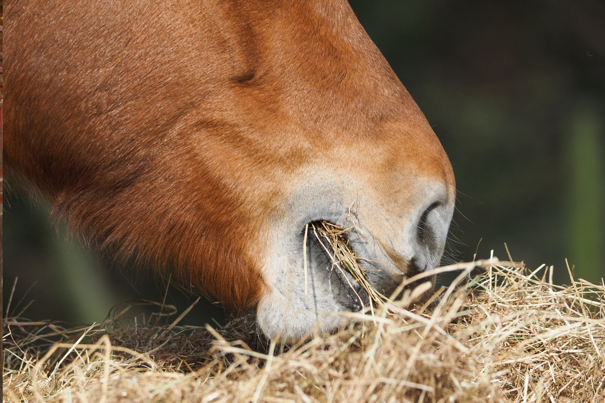 How to Put Weight on a Horse Fast (and Safely) Horse Rookie