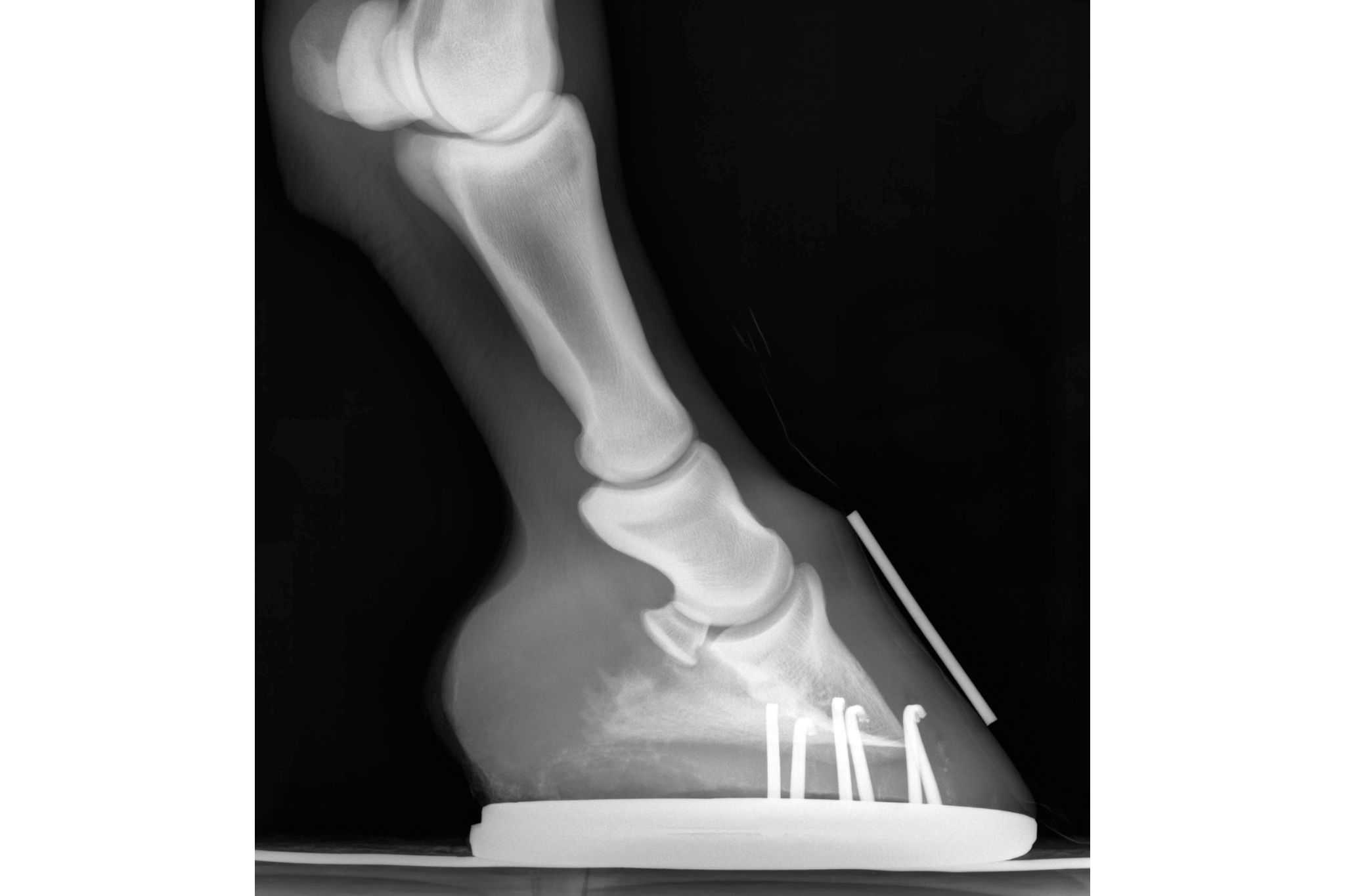 Foundering in Horses Figure Out Your Fix