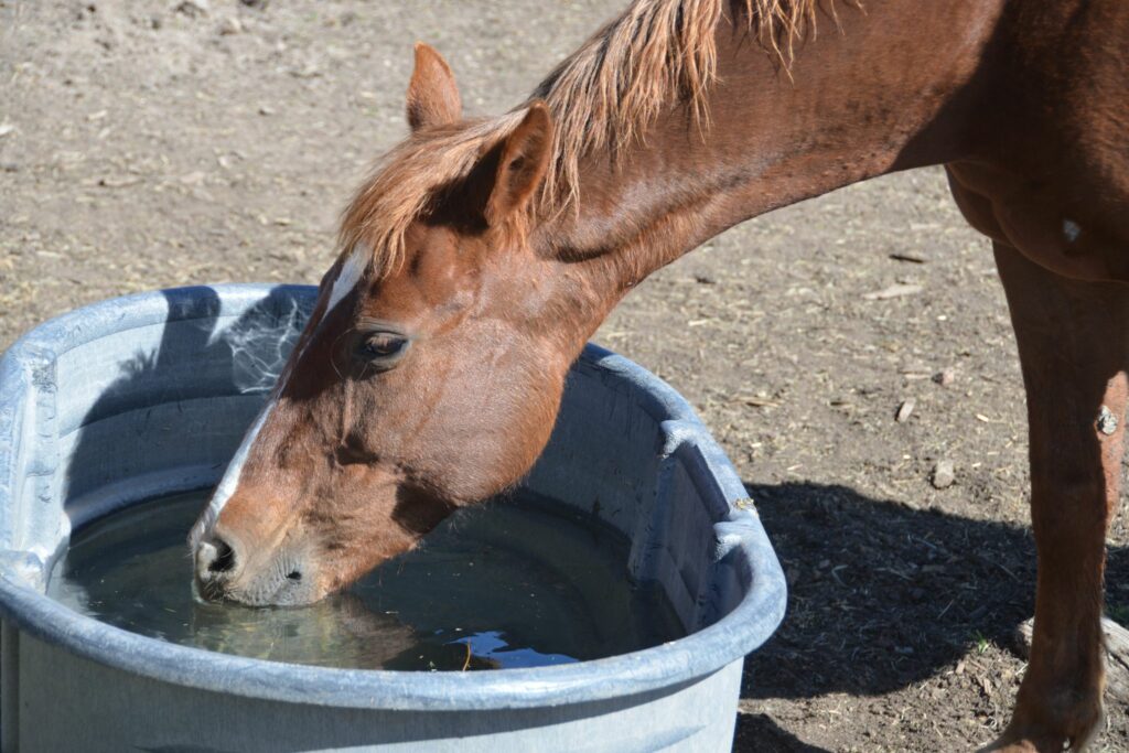 horse water hydration