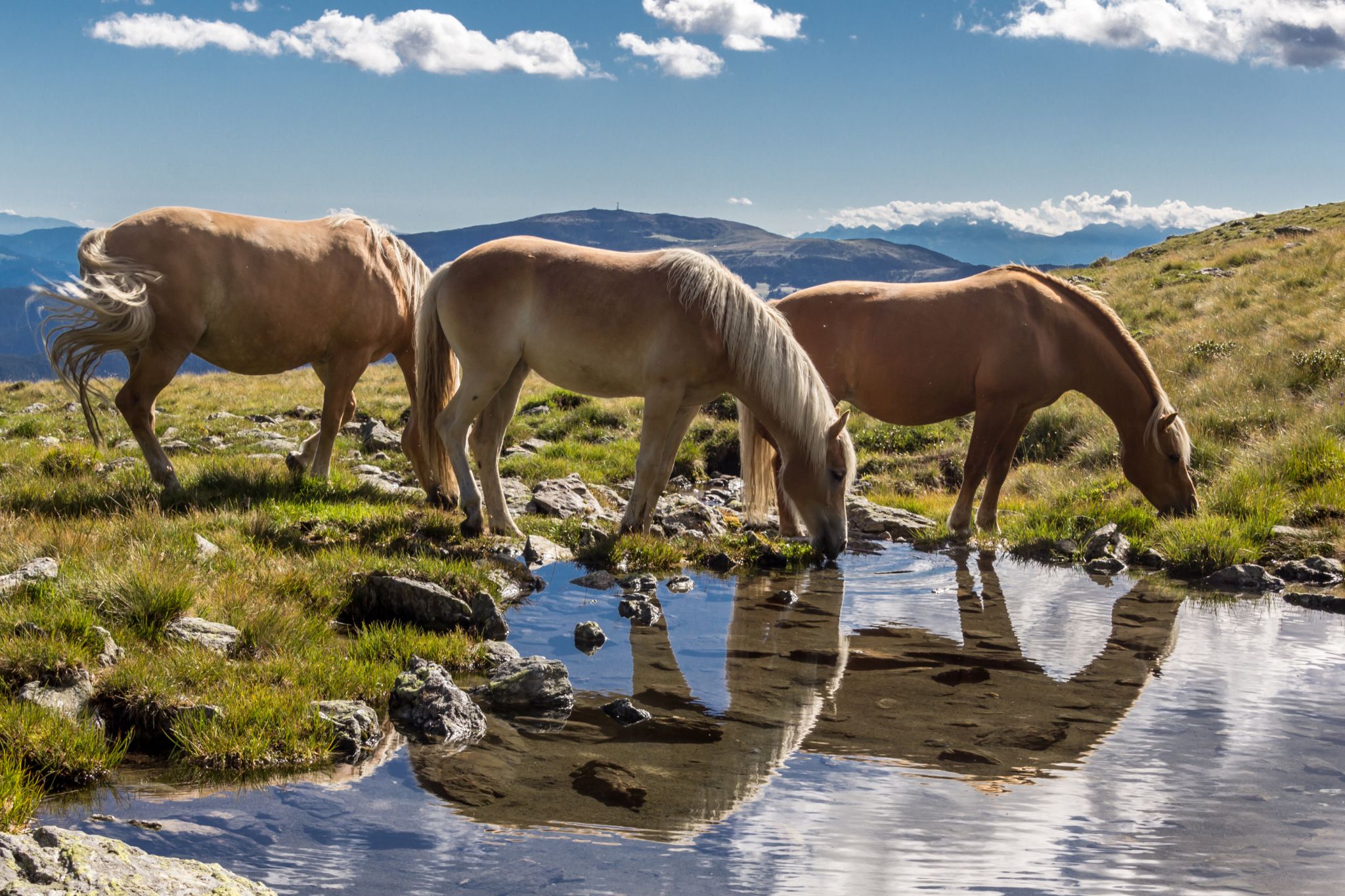 You Can Lead a Horse to Water… (Horse Hydration 101)