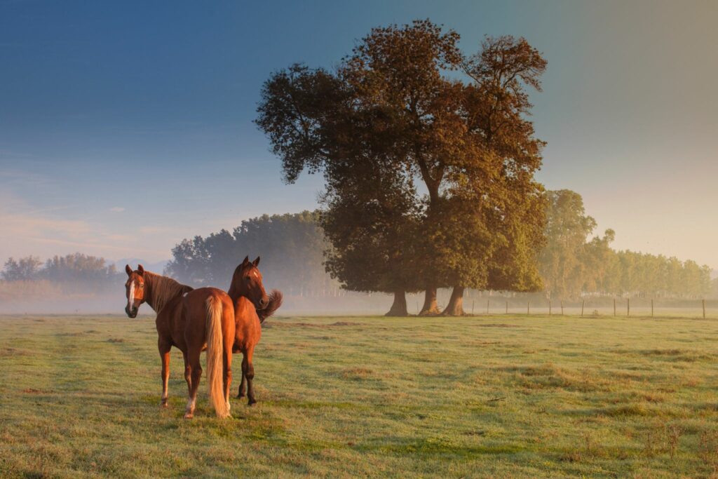 horses grazing in misty pasture