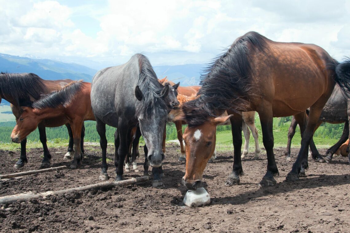 11 Best Electrolytes for Horses That Need to Hydrate