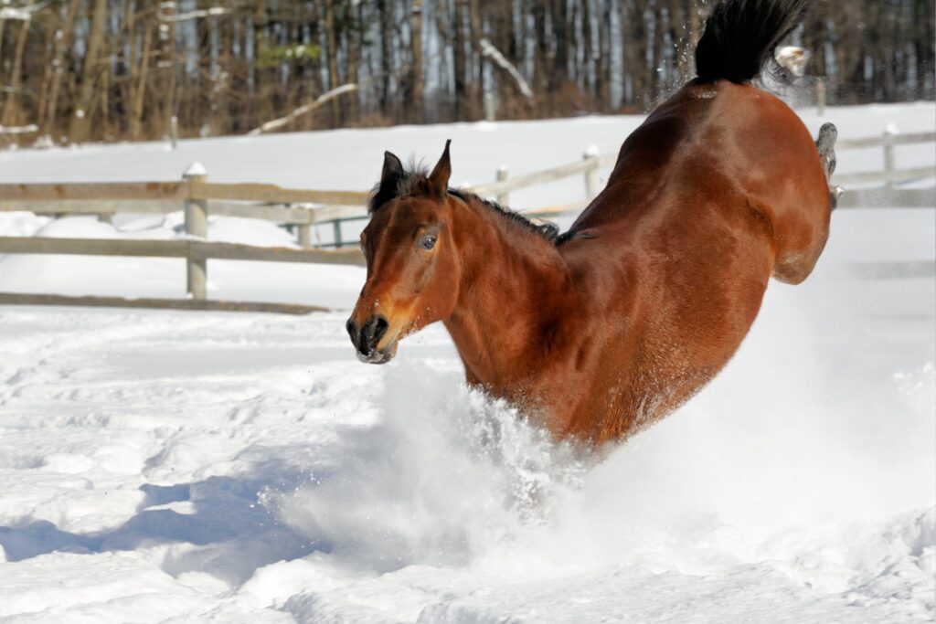 horse bucking in snow