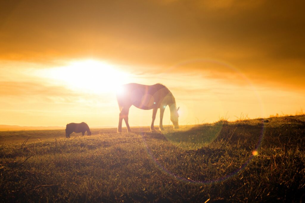 horses grazing at sunrise