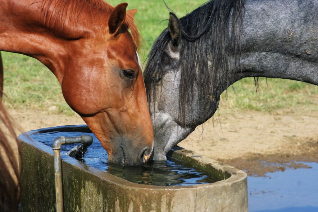 horse water drinking