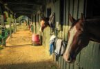 horses in stalls barn aisle